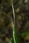 Ravine sedge